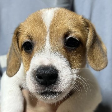 ジャックラッセルテリア【千葉県・男の子・2025年10月3日・タン&ホワイト】の写真「おっとりマイペースなわさび長男くん」