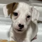 ジャックラッセルテリア