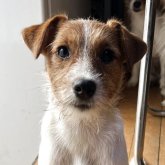 ジャックラッセルテリア