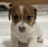 ジャックラッセルテリア