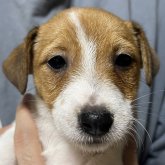 ジャックラッセルテリア