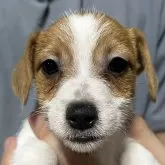 ジャックラッセルテリア