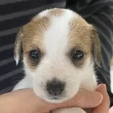 ジャックラッセルテリア【千葉県・女の子・2025年10月6日・タン&ホワイト】の写真1