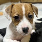 ジャックラッセルテリア