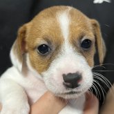 ジャックラッセルテリア