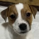 ジャックラッセルテリア【千葉県・女の子・2025年10月15日・タン&ホワイト】の写真1