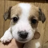 ジャックラッセルテリア