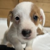 ジャックラッセルテリア