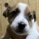 ジャックラッセルテリア