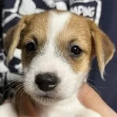 ジャックラッセルテリア