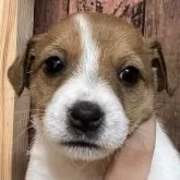 ジャックラッセルテリア