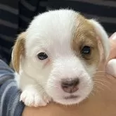 ジャックラッセルテリア【千葉県・男の子・2025年10月6日・タン&ホワイト】の写真1