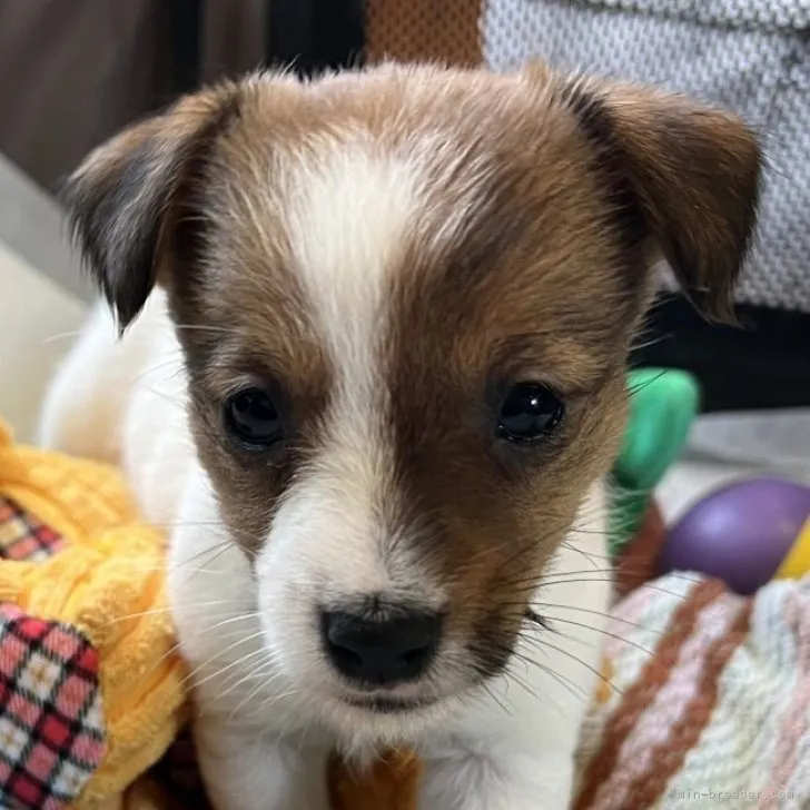 ID：2305-01673の子犬