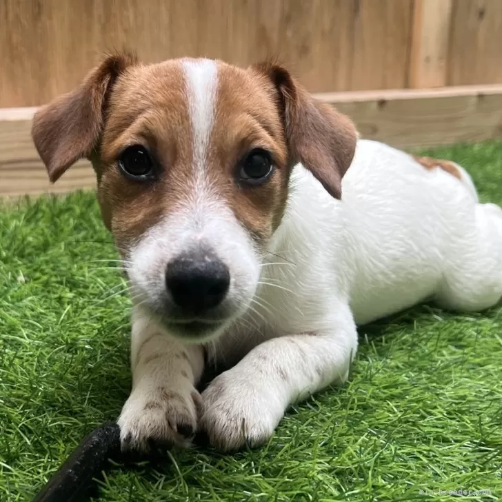 ID：2404-04410の子犬