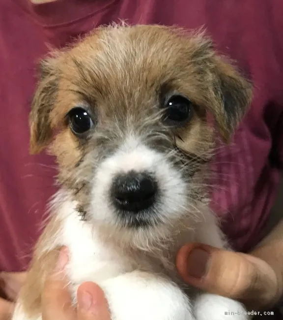 コモリ 様のお迎えした子犬