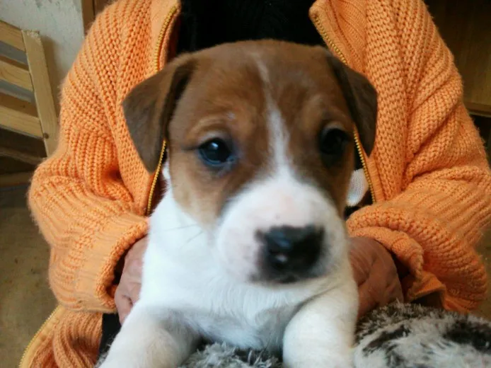 ID：1303-00211の子犬