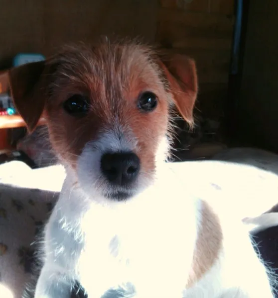 ID：1210-00786の子犬