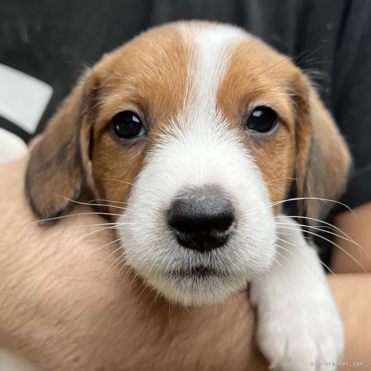 ID:2404-04433の子犬