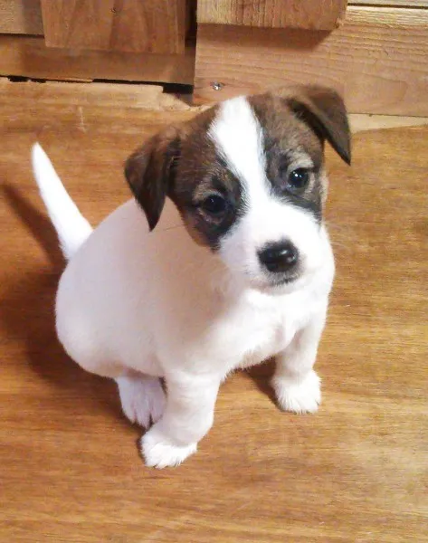 ID:1401-00593の子犬