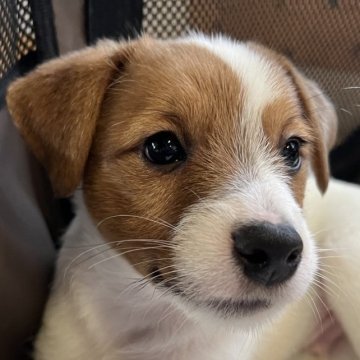 ジャックラッセルテリア【千葉県・男の子・2023年4月4日・タン&ホワイト】の写真「4兄弟のおっとりマイペース長男くん」