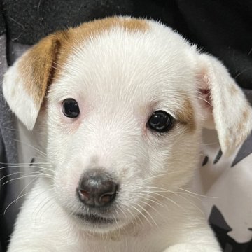 ジャックラッセルテリア【千葉県・女の子・2022年12月17日・タン&ホワイト】の写真「人懐っこく、お茶目な5人兄弟の長女ちゃん」