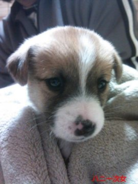 ジャックラッセルテリア【千葉県・女の子・2014年1月24日・タン&ホワイト】の写真「すくすくと成長中！！」