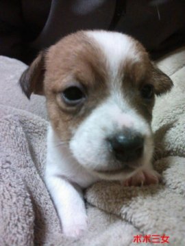 ジャックラッセルテリア【千葉県・女の子・2014年1月27日・タン&ホワイト】の写真「すくすくと成長中！！」