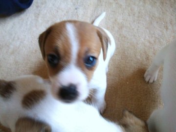 ジャックラッセルテリア【千葉県・女の子・2012年9月16日・タンホワイト】の写真「」