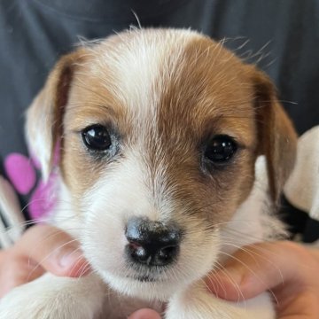 ジャックラッセルテリア【千葉県・男の子・2023年2月23日・タン&ホワイト】の写真「4兄弟のおっとりマイペースな長男くん」