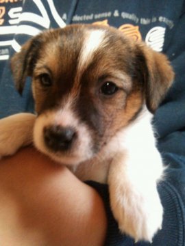 ジャックラッセルテリア【千葉県・女の子・2013年11月29日・タン&ホワイト】の写真「のっそりマイペースなスローウーマン＾＾」