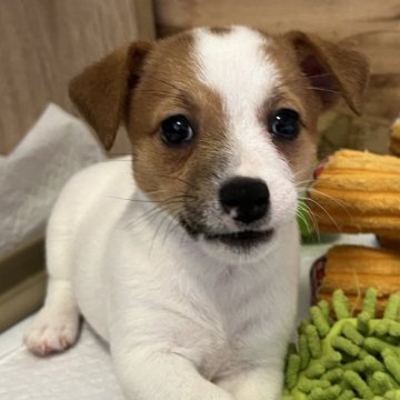 ジャックラッセルテリア【千葉県・女の子・2023年5月5日・タン&ホワイト】の写真「6人兄弟のしっぽフリフリいつも楽しそうな長女ちゃん」