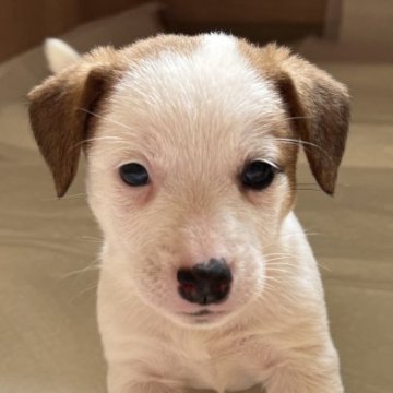 ジャックラッセルテリア【千葉県・男の子・2023年5月5日・タン&ホワイト】の写真「6人兄弟のコロコロ転がる癒し系長男くん」