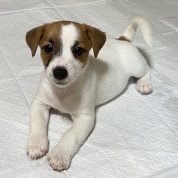 ジャックラッセルテリア【千葉県・女の子・2023年7月9日・タン&ホワイト】の写真「７人兄妹のおっとり、マイペースな女の子」