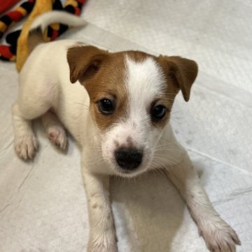 ジャックラッセルテリア【千葉県・女の子・2023年7月9日・タン&ホワイト】の写真「７人兄妹の人懐っこく、愛嬌のある女の子」