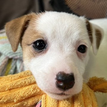 ジャックラッセルテリア【千葉県・女の子・2023年4月15日・タン&ホワイト】の写真「4兄弟の人懐っこい甘えん坊な次女ちゃん」