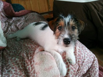 ジャックラッセルテリア【千葉県・男の子・2013年1月13日・ホワイト&タン&ブラック】の写真「」