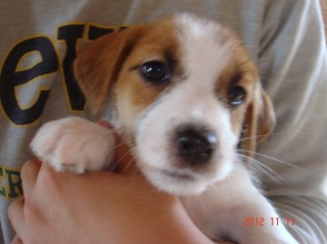 ジャックラッセルテリア【千葉県・男の子・2012年9月16日・タンホワイト】の写真「」