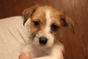 ジャックラッセルテリア【千葉県・女の子・2016年12月22日・タン&ホワイト】の写真「元気でかわいい3女ちゃん＾＾」