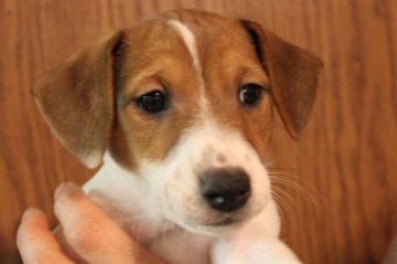 ジャックラッセルテリア【千葉県・女の子・2016年12月15日・タン&ホワイト】の写真「元気でかわいい4女ちゃん＾＾」