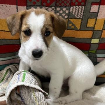 ジャックラッセルテリア【千葉県・男の子・2022年9月5日・タン&ホワイト】の写真「４兄妹の人懐っこい、おちゃめさんの三男くん」