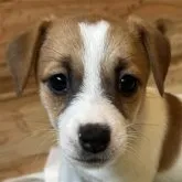 ジャックラッセルテリア【千葉県・女の子・2023年5月5日・タン&ホワイト】の写真1