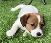 ジャックラッセルテリア【千葉県・女の子・2024年3月5日・タン&ホワイト】の写真2