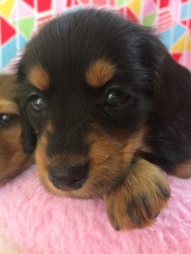 ミニチュアダックスフンド(ロング)【福岡県・女の子・2016年11月24日・ブラックタン】の写真「とにかく可愛く元気なお嬢さんです❣️」