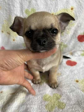 チワワ(スムース)【福岡県・男の子・2022年1月22日・フォーン】の写真「パグみたいなお顔です。笑笑　癒し系♪」