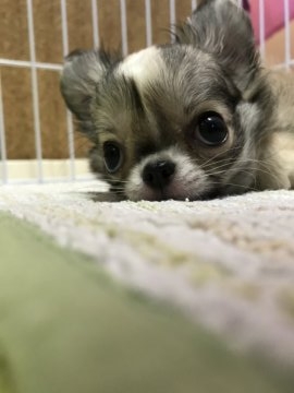 チワワ(ロング)【福岡県・男の子・2017年6月5日・フォーン】の写真「激可愛いです‼︎」