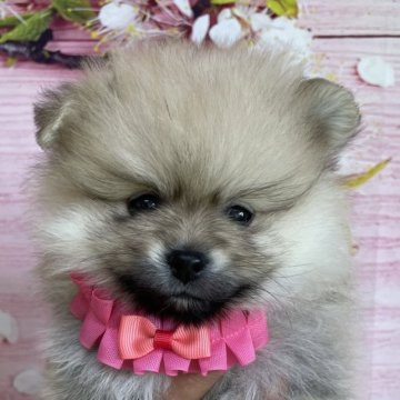ポメラニアン【福岡県・男の子・2023年2月16日・クリーム】の写真「とても人懐っこくて可愛いです♪」
