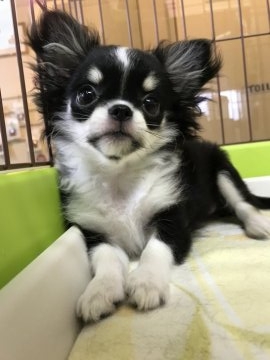 チワワ(ロング)【福岡県・男の子・2017年6月5日・ブラックタンホワイト】の写真「元気いっぱいの憎めない子‼︎」