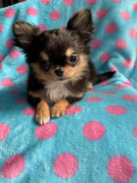 チワワ(ロング)【福岡県・女の子・2020年11月15日・ブラックタン】の写真「小ぶりで大人しく、精神的に強い女子です。」