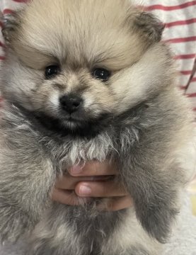 ポメラニアン【福岡県・男の子・2021年3月8日・ウルフセーブル】の写真「とても人懐っこい性格です。」