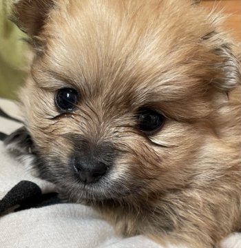 ポメラニアン【福岡県・女の子・2021年3月8日・オレンジセーブル】の写真「とても元気で活発、人懐っこい性格です。」